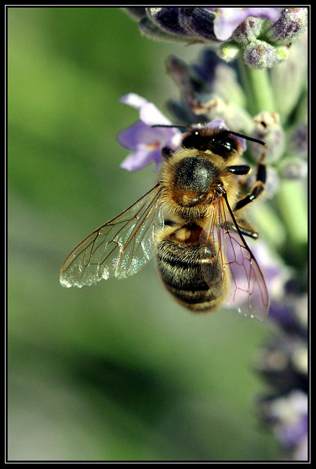 Abeille Butine 01